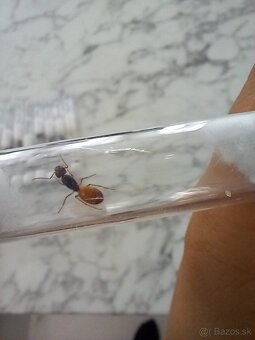 Kráľovny mravcov rodu Camponotus Fedtschenkoi - 5