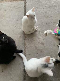 Roztomilé mačiatka - 5