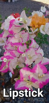 Bougainvillea,( bougainvillea, bugenvilea, bugenvila ) - 5
