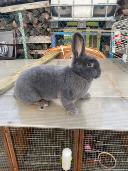 Samica Viedenský modrý - 5