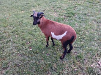 Kamerúnske barany a ovca na predaj - 5