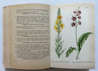 LIEČIVÉ BYLINKY + PRÍRODNÁ LIEČBA - 5