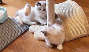 Ragdoll mačiatko - 5