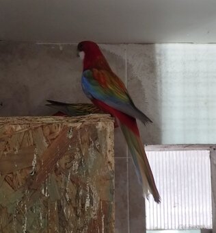 Rozely ruším chov - 5