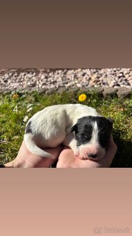 Šteniatka Border kólia - 5