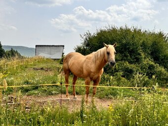 Kobylka QH s PP - 5