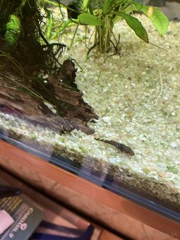 Prísavníky - ancitrus - 5