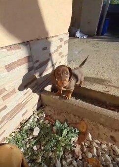 Šteniatka čistokrvného  jazvečítka - 5