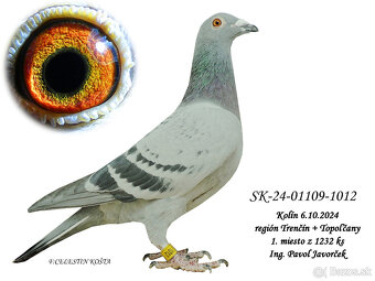 POŠTOVÉ HOLUBY - 5