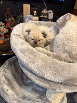 Britské mačiatka - 5