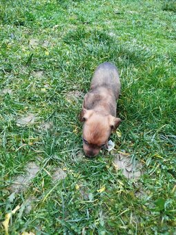 Jazvečíky - šteniatka - 5