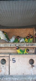 Ponúkam na predaj agapornisov - 5