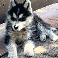 Sibírsky Husky - 5