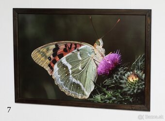 Fotografie motýľov, zarámované, 96 x66 (101 x 70) cm - 5