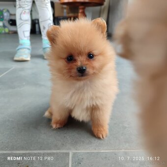 Nemecký trpaslicí špic typ pomeranian - 5