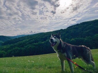 Sibirsky husky - 5