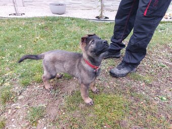 Nemecký ovčiak - 5