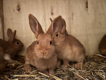 Novozélandský červený - 5