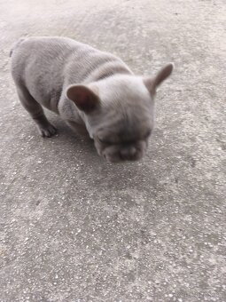 Francuzsky buldocek - 5