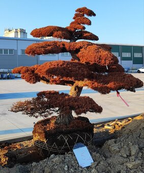 Suchý bonsai pre biophilic design - unikátny doplnok - 5