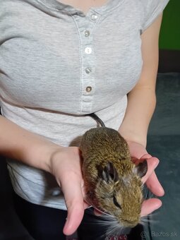 Osmačica s klietkou - 5