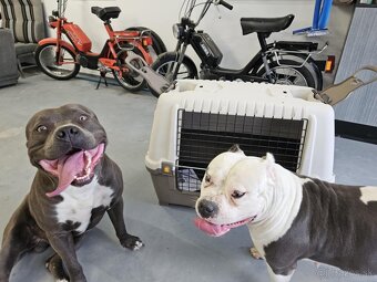 Americký stafordšírsky teriér - Blue (šteniatko) - 5