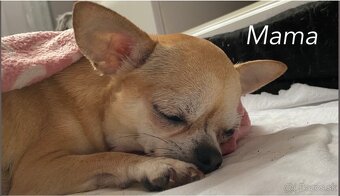 Čivavka mini , krátkosrstá čivava , civava, mini čivava - 5