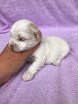 Havanský psík-Bichon havanský s PP - 5