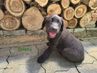 Labrador šteniatká - 5