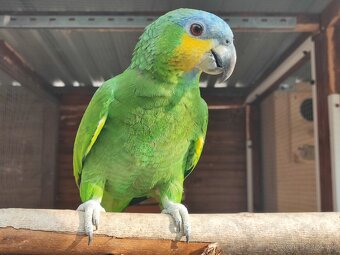 Amazonan Venezuelský - 5