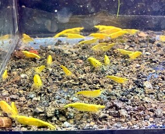 krevetky (Neocaridina) - 5