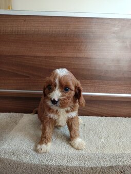 Cavapoo Chalepc/devica - 5