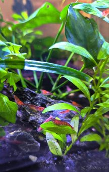 Predam krevetky Red cherry - Neocaridina davidi - 5