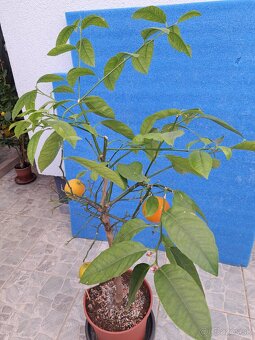 Predám kumquat japonica - 5