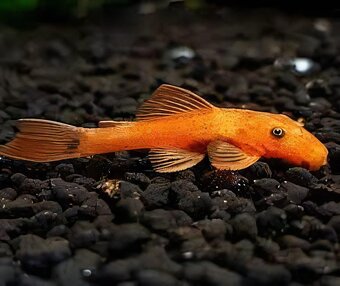 Corydoras, Panciernicek, Prisavnik, Malawi, Kotulky - 5