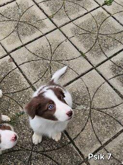 Border kolia - šteniatka na predaj - 5