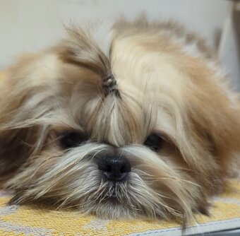 Šteniatka Shih Tzu, FCI - 5