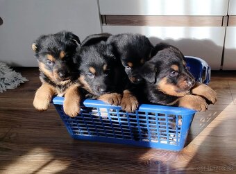 Nemecký ovčiak šteniatka - 5