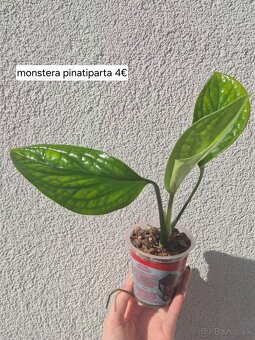 Predám izbové rastliny 2 - 5