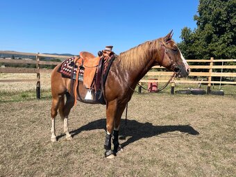 8 ročný valach QH - 5