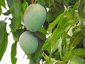 Mangovník-Mangifera indica - 5