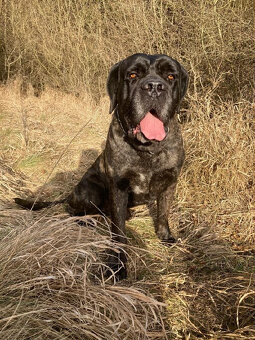 Štěňata Cane Corso s PP - 5