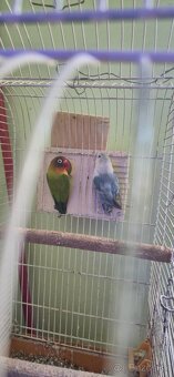 Agapornis fischeri pára. - 5