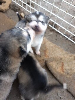 Šteniatka Aljašský malamut - 5