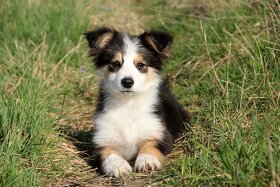 Border collie, Border kólia bez PP - 5