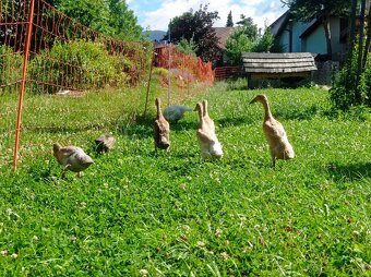 Kladivo na slizniaky - indický bežec - 5