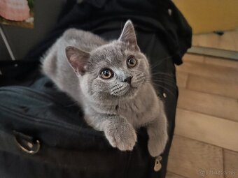 Britské mačiatka - 5