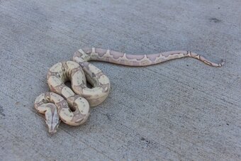 Veľhad kráľovský, Boa constrictor - 5