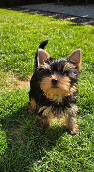 Yorkshire Terrier dievčatko s komplet PP - 5