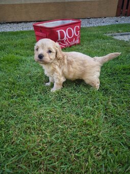 Predám šteniatká maltipoo - 5